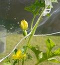 Young watermelon on vine