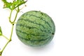 Young watermelon