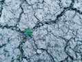 Young Weed plants on dryness soil