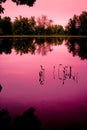 Young Weeds in a Marsh Pond Royalty Free Stock Photo