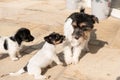 Young 7,5 weeks old cheeky Jack Russell Terrier puppy doggy has a naughty behavior of mother dog opposite