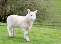 Young welsh mountain lamb