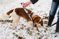 Young Welsh Springer Spaniel in the snow Royalty Free Stock Photo