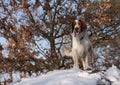 Young welsh springer spaniel