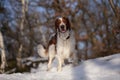 Young welsh springer spaniel Royalty Free Stock Photo