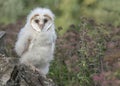 Young Western Barn Owl Tyto alba sitting on a stump Royalty Free Stock Photo