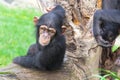 A young western chimpanzee is resting on a tree