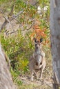 Young Western Grey Kangaroo standing in the wild forest in Naracoorte, South Australia.