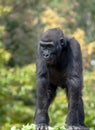 Young Western Lowland Gorilla