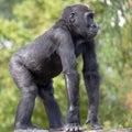 Young Western Lowland Gorilla Royalty Free Stock Photo