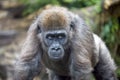 Young Western Lowland Gorilla Royalty Free Stock Photo