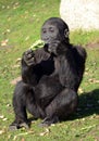 Young Western Lowland Gorilla Royalty Free Stock Photo