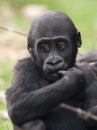 Young western lowland gorilla