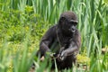 A young Western Lowland Gorilla feeding at Bristol Zoo, UK. Royalty Free Stock Photo