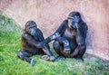 Young Western lowland gorilla - Gorilla gorilla gorilla - mother Royalty Free Stock Photo