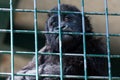 Young Western Lowland Gorilla Gorilla gorilla gorilla thinking Royalty Free Stock Photo