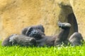 Young western lowland gorilla Royalty Free Stock Photo