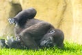 Young western lowland gorilla Royalty Free Stock Photo