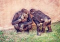 Young Western lowland gorilla - mother with cub Royalty Free Stock Photo