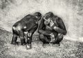 Young Western lowland gorilla - mother with cub