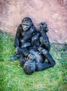 Young Western lowland gorilla - mother with cub Royalty Free Stock Photo