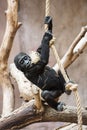 Young Western lowland gorilla playing with rope Royalty Free Stock Photo