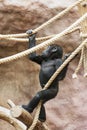 Young Western lowland gorilla Royalty Free Stock Photo
