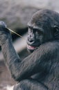 Young Western lowland Gorilla