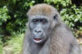 A young Western Lowland Gorilla portrait Royalty Free Stock Photo
