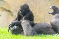 Young western lowland gorillas are playing Royalty Free Stock Photo