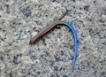 Young Western Skink Lizard, Coronado Skink Plestiodon skiltonianus interparietalis with blue tail