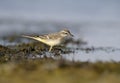 A young western yellow wagtail Motacilla flava