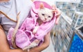 Young wet white Persian cat in the towel after bath hold by unrecognizable girl hands with funny facial expression in the pet spa Royalty Free Stock Photo