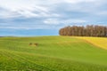 Young wheat crops on spring hillside, farmland, agricultural field, grain cultivation