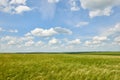 Young wheat field as background, bright sun, beautiful summer landscape Royalty Free Stock Photo