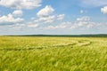 Young wheat field as background, bright sun, beautiful summer landscape Royalty Free Stock Photo