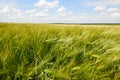 Young wheat field closeup as background, bright sun, beautiful summer landscape Royalty Free Stock Photo