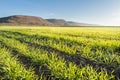 Young wheat field Royalty Free Stock Photo