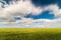 Young wheat field Royalty Free Stock Photo