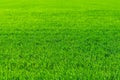 Young wheat field in spring, seedlings growing in a soil. Green