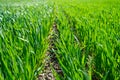 Young wheat field in spring, seedlings growing in a soil. Green