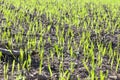 young wheat grass Royalty Free Stock Photo