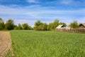 Young wheat grows on a small field Royalty Free Stock Photo