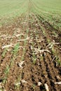 Young wheat or oat field in late autumn and early winter Royalty Free Stock Photo