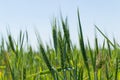 Young wheat plant in green field under blue sky