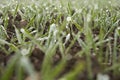 Young wheat plants