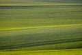 Young wheat plants grow in the field. Vegetable rows, agriculture, farmlands in Hungary