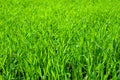 Young wheat plants growing on the soil, Amazingly beautiful endless fields of green wheat grass go far to the horizon Royalty Free Stock Photo