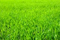 Young wheat plants growing on the soil, Amazingly beautiful endless fields of green wheat grass go far to the horizon Royalty Free Stock Photo