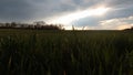 Young wheat plants on wheat field lit by rays of late afternoon sun peeping from cloudy skies. Tree lane in background. Royalty Free Stock Photo